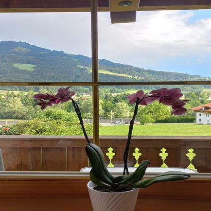 Aussicht vom Appartement zur Choralpe