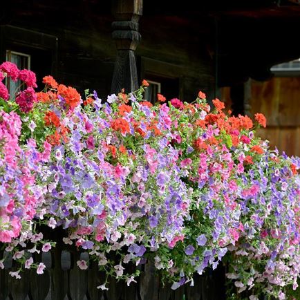 Blumenpracht