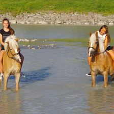 Haflinger