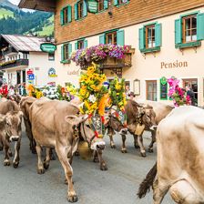 almabtriebe-im-brixental©tropperkurt