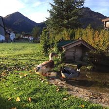 Enten