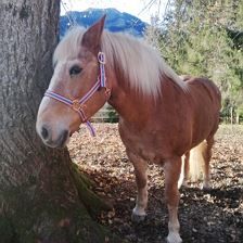 Tiere am Bauernhof