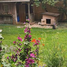 Garten 4
