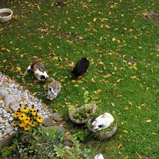 Garten 5