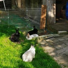 unsere Hasen