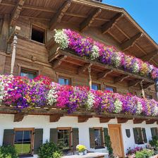 Blumenpracht