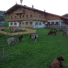 Biobauernhof Mittermoos mit Kühen