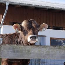 Unsere Tiere