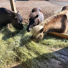 Pony`s am Stallhäuslhof