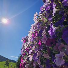 Blumen im Sommer