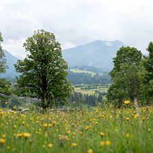 Sommerwiese_Hausbacher