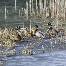 Fieberbrunn  Pillersee_16_01