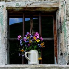 Wiesenblumen