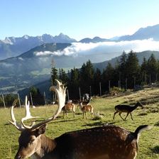 Unser Damwild