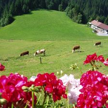 unsere Kälbchen