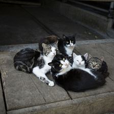 Flecklhof_Katzen