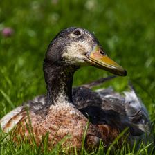 Ente Traudi