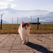 Katze Susi