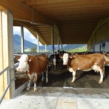 Höchstes Tierwohl in unserem neuen Stall