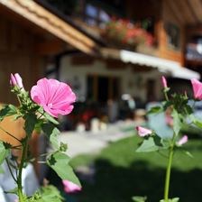 Haus Fuchs Sommer Header
