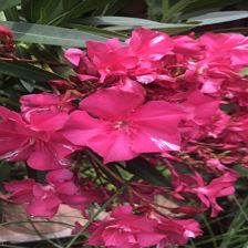 Gartenblumen