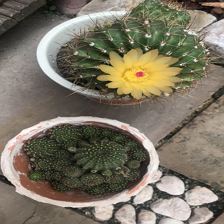 Kakteen im Garten