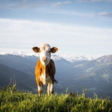 medium-fruhling-c-tvb-kitzbuheler-alpen-brixental-