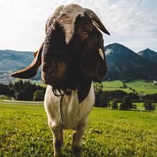 Ruetzen (2021)_Kitzbüheler Alpen - Brixental_Mathä