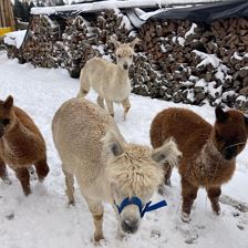 4 Alpakas Winter