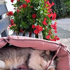 Lilly