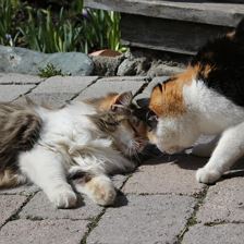 Glückskatzen Biene und Kathi