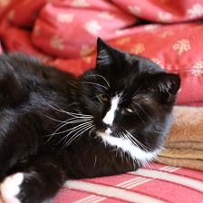 Kater Felix