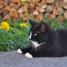Kater Felix