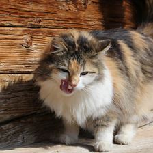 Katze Biene