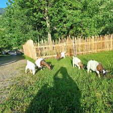 Ziegenfamilie