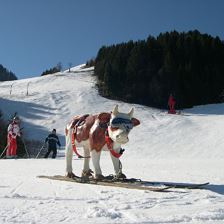 Unser Maskottchen Doris