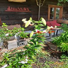 Duftende Lilien im Frühsommer