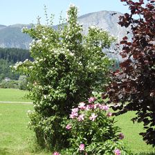 Jasmin mit Buchacker