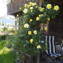 Rosen im Juni