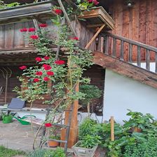 Rosen und altes Holz
