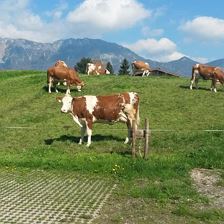 Kühe auf der Weide 2