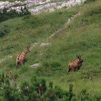 Fischbachalm Kaiserbachtal