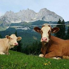 auf der Weide