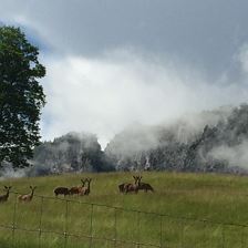 Rotwild Bauernhof am Wilden Kaiser