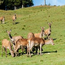 Urlaub am Bauernhof am Wilden Kaiser
