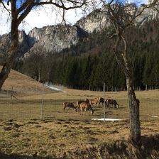Urlaub am Bauernhof Berghof Haselsberger