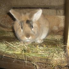 Kaninchen