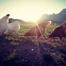 Biohof Stiedler St. Johann in Tirol