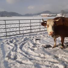 Kuh_Winter_Biohof_Stiedler