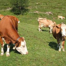 Kühe auf der Alm, St. Johann in Tirol